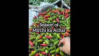 Hari mirch ka achar alag alag trh se achar week pickle sirke wali pyaz explore trendingvideo [upl. by Scever]