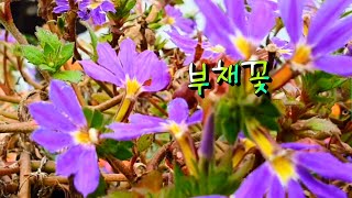 꽃사랑133 누운숫잔대 꽃 부채를 펼친 듯한 모양의 보라색꽃  Scaevola aemula [upl. by Friederike]