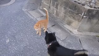 子猫が苦手な黒柴クロ Shiba inu quotKuroquot Kitten Weak [upl. by Kaitlyn]