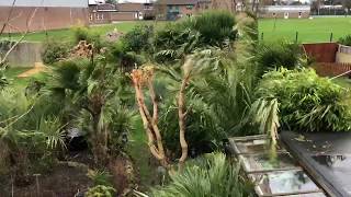 Springy Steves Garden Storm Ciara 922020 [upl. by Fraase]