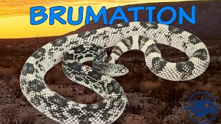 How We BRUMATE Our SNAKES [upl. by Nnair]