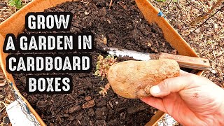 3 EASY DIY Cardboard Grow Box Gardening Containers You Can Make At Home [upl. by Narf]