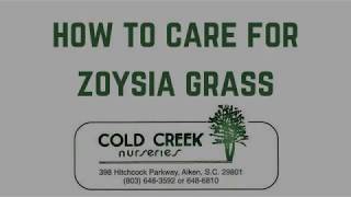 How to Care for Zoysia Grass [upl. by Wang620]