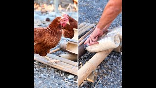 DIY RatProof Chicken Feeder for Your Farm imade [upl. by Akinahc864]