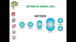 Mitosis in animal cell neet education net youtubeshorts youtube cell biologyclass12 biology [upl. by Lyrrad351]