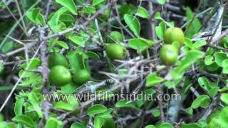 Canthium coromandelicum fruits [upl. by Nyrehtac]