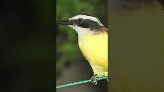 Great Kiskadee Flycatcher Song Video Nature Sounds for Sleep [upl. by Shanta]