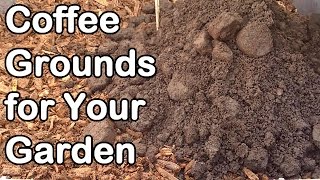 Coffee Grounds How And Why We Use Them In Our Garden [upl. by Joelly403]