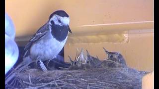 Konipas bily v nakladaciMotacilla albaWhite Wagtail in loaderAdolf Goebelavi [upl. by Mattson198]