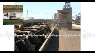 Closing Livestock Market with David Ericson of Ag Optimus [upl. by Acissaj]