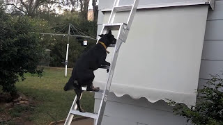 Kelpie dog climbs a ladder [upl. by Atinhoj]