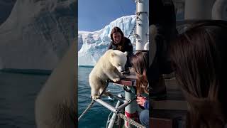 🐻‍❄️ Tiny Polar Bears Heartwarming Rescue 😍 PolarBearRescue WildlifeConservation ArcticAnimals [upl. by Heyde623]