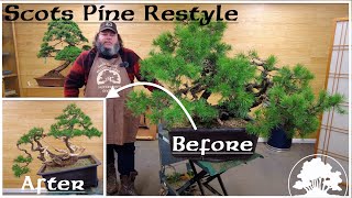 Scots Pine Restyle  Greenwood Bonsai [upl. by Ollehcram]