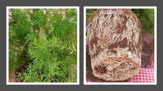 How to Repot Propagate and Care Asparagus Fern [upl. by Ettenahc]