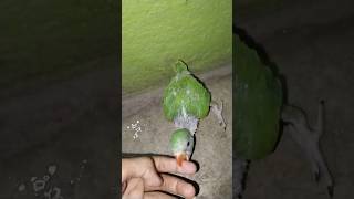 Parrot baby hand feeding kaise kare parrot parrotfeeding [upl. by Ludeman]