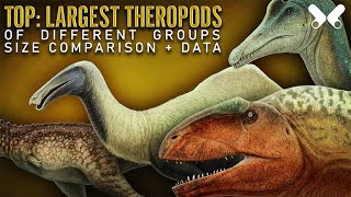 TOP LARGEST THEROPOD DINOSAURS size comparison and data [upl. by Llorrad]