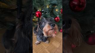 Cute dachshund decorates the Christmas tree all by himself TeddyTheDachshund [upl. by Fatma685]