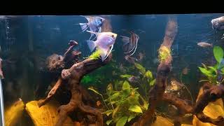 Featuring my 75 gallon aquarium [upl. by Derna]