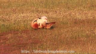 Mating of Great Bustards in the Alentejo region of Portugal [upl. by Lise]