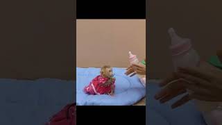 yiyi good behaviior cuteanimal funnyvideo lovelypet cute [upl. by Zechariah979]