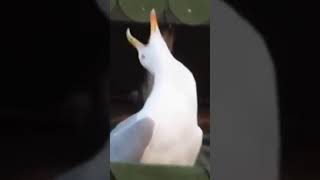 Sea Gull laughing shortsviral viral shorts seagull laughingbird [upl. by Susej]