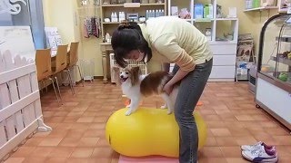 犬のバランスボールによるトレーニング [upl. by Htezzil]