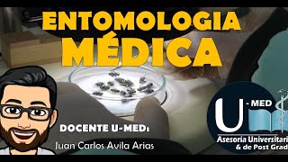 ✔DIRECTO 🎥tema ENTOMOLOGIA MÉDICA 🦟 [upl. by Roselane]