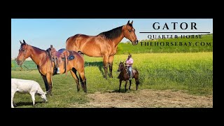 quotMeet Gatorquot Bay Quarter Horse Gelding For Sale YouthRanchTrail [upl. by Sadler]