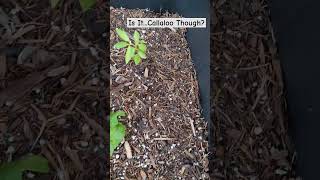 IS THIS REALLY CALLALOO gardening labeling plants mysterygrow callaloo [upl. by Apur83]