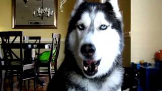 Mishka says quotHow are you How u doinquot  Husky Dog Talking [upl. by Ham342]