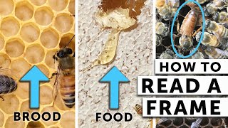 How to Read a Frame When Checking Your Bees  What the Beekeeper Does  Beekeeping for Beginners [upl. by Kussell]