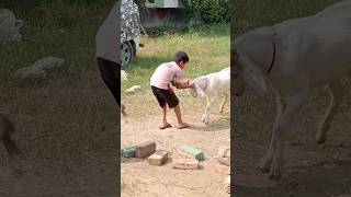 bacche ne Bakri ke sath kya Kiyashorts [upl. by Geddes179]