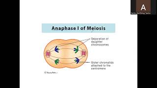 A Level Biology 9700 Topic Meiosis [upl. by Alyssa]