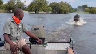 Hyperaggressive Hippo makes tourists boating trip memorable with his scary stalker antics [upl. by Billy46]