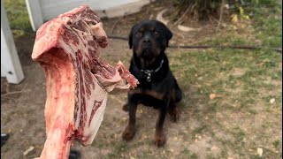 Rottweiler Eats 3 Pound Steak In 90 Seconds [upl. by Suirauqram246]