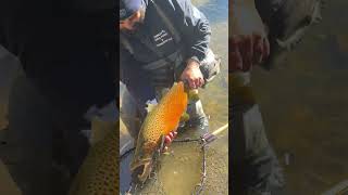 Halloween Brown Trout browntroutfishing lakeontario flyfishing troutbum troutporn browntown [upl. by Aliuqet]