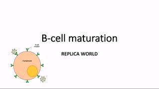 B cell maturation  Immunology [upl. by Haveman]