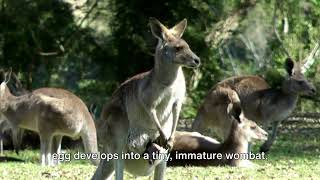 Wombats 101 The Miracle of Birth Kangaroos amp Wildbore [upl. by Neerak]