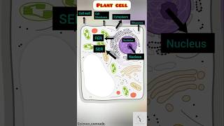 Plant cell PART 1 plantcell humanbiology biology eukaryoticcell science ssc upsc neet [upl. by Clifford42]