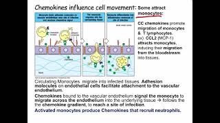 Lecture 7 Cytokines and Chemokines [upl. by Amorete]