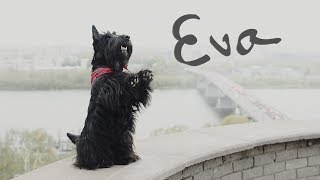 Scottish terrier Eva  tricks [upl. by Pineda]