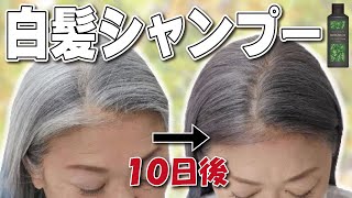 白髪染めシャンプーは本当に染まる？実際に染まるか美容師が検証しました！！ [upl. by Efi]