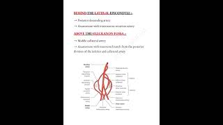 Arterial anastomosis around the elbow notes 📝 upperlimb medicalconcepts28 [upl. by Merry]