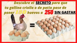 ¿Cómo hacer que tu gallina criolla o de patio pase de poner 150 huevos a 250 huevos al año GRATIS [upl. by Maiga927]