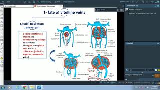 Development of veins  Dr Ahmed Farid [upl. by Nasaj224]