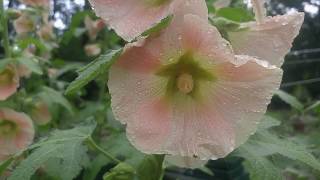 How to identify Hollyhock plant [upl. by Namreh]