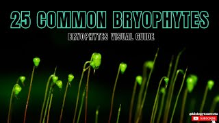 Know the 25 Common Bryophytes Examples of Bryophytes with Identification Visual Guide [upl. by Adev]