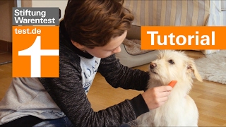 Tutorial Hund richtig kämmen Was ist beim Fellwechsel zu beachten [upl. by Aikimat]