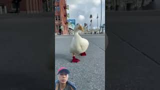 Redfooted duck running duck funny shortvideo [upl. by Amery454]