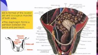 10 Pelvis Pelvic Diaphragm [upl. by Cockburn]